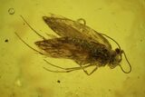 Fossil Flies (Diptera) & Butterfly (Lepidoptera) In Baltic Amber #58064-1